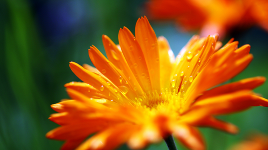 Image of a yellow and orange flower with a blurred background symbolising a fresh new era in 2024 for Jewmei, a Jewelry store in Canada